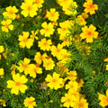 Lemon Gem Marigold Seeds - 25+ Pack, Tagetes tenuifolia, Vibrant Lemon Yellow Flowers, Easy to Grow, Garden Planting, USA Grown