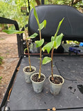 Variegated Ginger Live Plant - Rooted Zingiber Darcyi Zerumbet Tropical Indoor Garden Decor