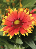 Gaillardia Seeds Arizona Red - 75+ Bright Red Blanket Flower Seeds for Garden, Pollinator Attracting, Drought Tolerant, Gaillardia pulchella