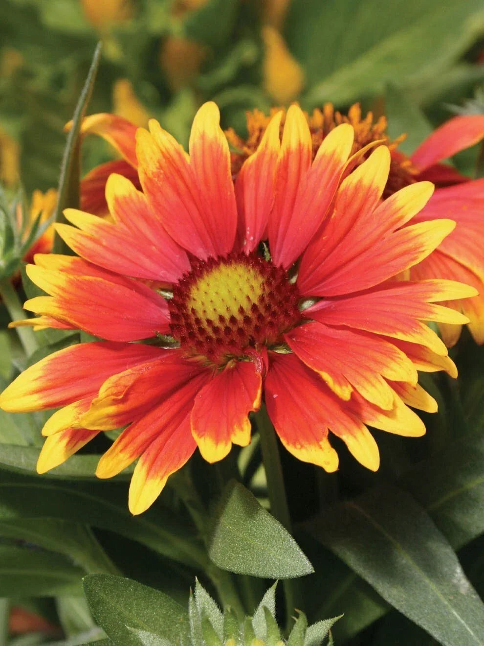 Gaillardia Seeds Arizona Red - 75+ Bright Red Blanket Flower Seeds for Garden, Pollinator Attracting, Drought Tolerant, Gaillardia pulchella