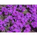 Moss Verbena Seeds - 100 Fresh Verbena tenuisecta Flower Seeds for Garden, Borders & Containers
