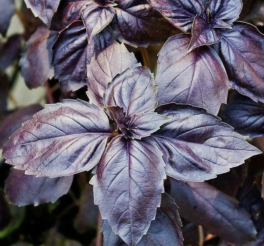 Purple Basil Seeds 200+ Non-GMO Culinary Herb Garden Spice Ocimum basilicum 'Purpurascens'