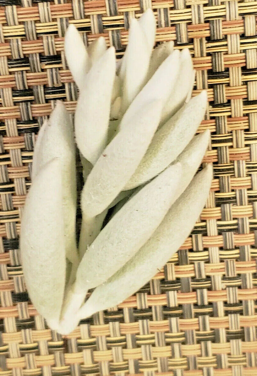 Senecio Haworthii Cutting - 3" Unrooted Succulent - Whitest Silvery-White Leaves - Easy Care Indoor Plant