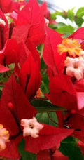 Ruby Bougainvillea Starter Plant - Small Well-Rooted Bougainvillea glabra for Container & Garden, Drought Tolerant, Bright Red Bracts