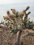 Cylindropuntia Prolifera Coastal Cholla Cactus Pup Cutting - Drought Tolerant Succulent Plant for Gardens & Containers