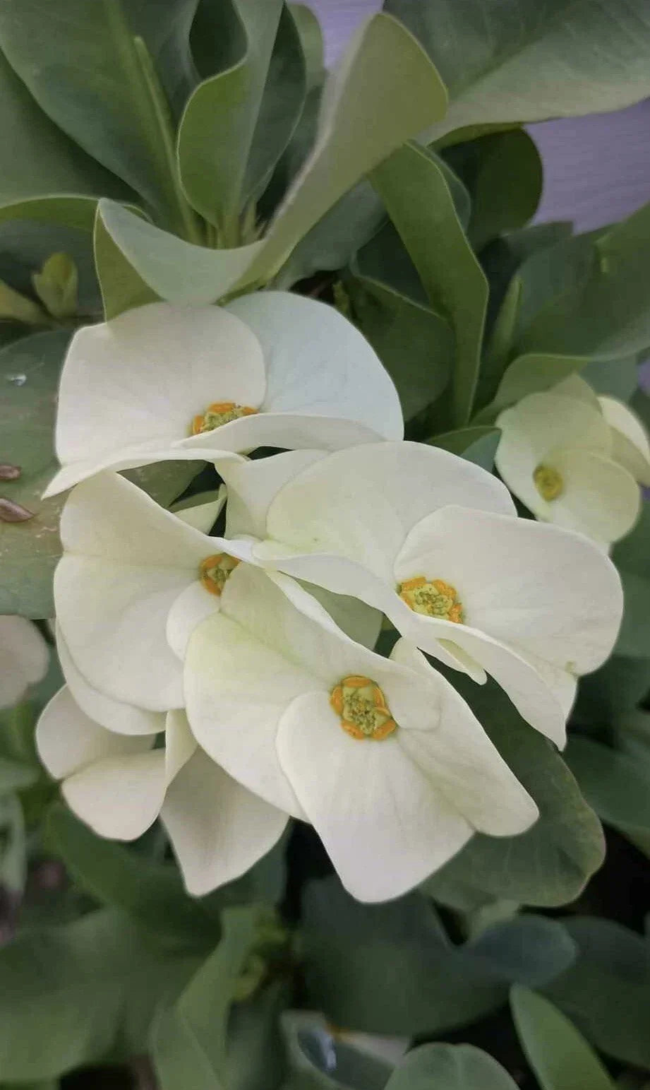 Large White Flower Crown of Thorns Cutting Euphorbia milii Succulent Plant for Indoor Outdoor Gardening