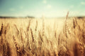 Wheat Cover Crop Seeds 2 Lbs Non-GMO Rye Secale cereale for Food Plots & Soil Improvement