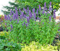 Purple Giant Hyssop Seeds - 101+ Pack, Native Wildflower for Pollinators, Drought & Heat Resistant, Agastache foeniculum