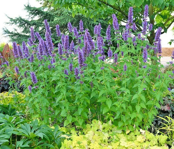 Purple Giant Hyssop Seeds - 101+ Pack, Native Wildflower for Pollinators, Drought & Heat Resistant, Agastache foeniculum