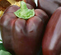 Chocolate Beauty Bell Pepper Seeds - 30+ Sweet Capsicum annuum for Culinary Use, Heirloom, Non-GMO, Free Shipping