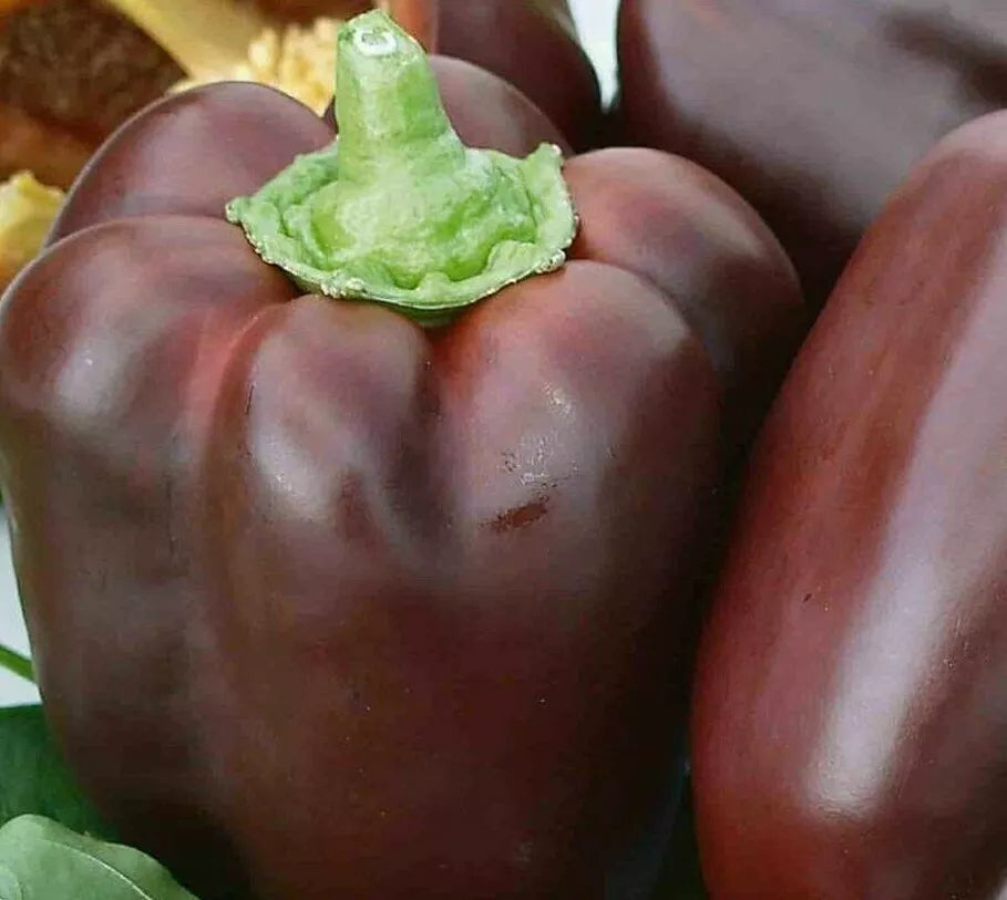Chocolate Beauty Bell Pepper Seeds - 30+ Sweet Capsicum annuum for Culinary Use, Heirloom, Non-GMO, Free Shipping