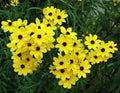 Coreopsis Golden Wave Tickseed Seeds - 100 Fresh Perennial Flower Seeds for Bright Yellow Blooms, Attracts Pollinators