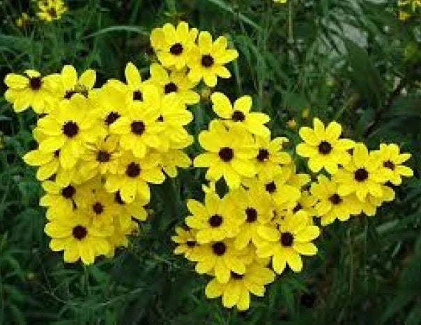 Coreopsis Golden Wave Tickseed Seeds - 100 Fresh Perennial Flower Seeds for Bright Yellow Blooms, Attracts Pollinators