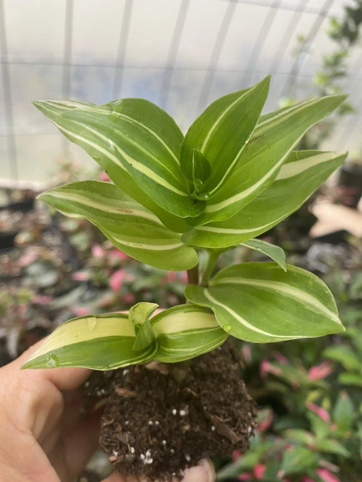 Rooted Tradescantia Fluminensis Houseplant | Green Variegated Indoor Plant | Easy-Care, Air-Purifying, Trailing Plant