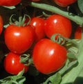 Cherry Tomato Seeds - Tomatoberry Heirloom, Non-GMO, Indeterminate, 50 Seeds, Solanum lycopersicum
