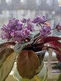African Violet Cuttings - Optimara Trinidad II Unrooted Leaves for Propagation - Saintpaulia ionantha Indoor Gardening