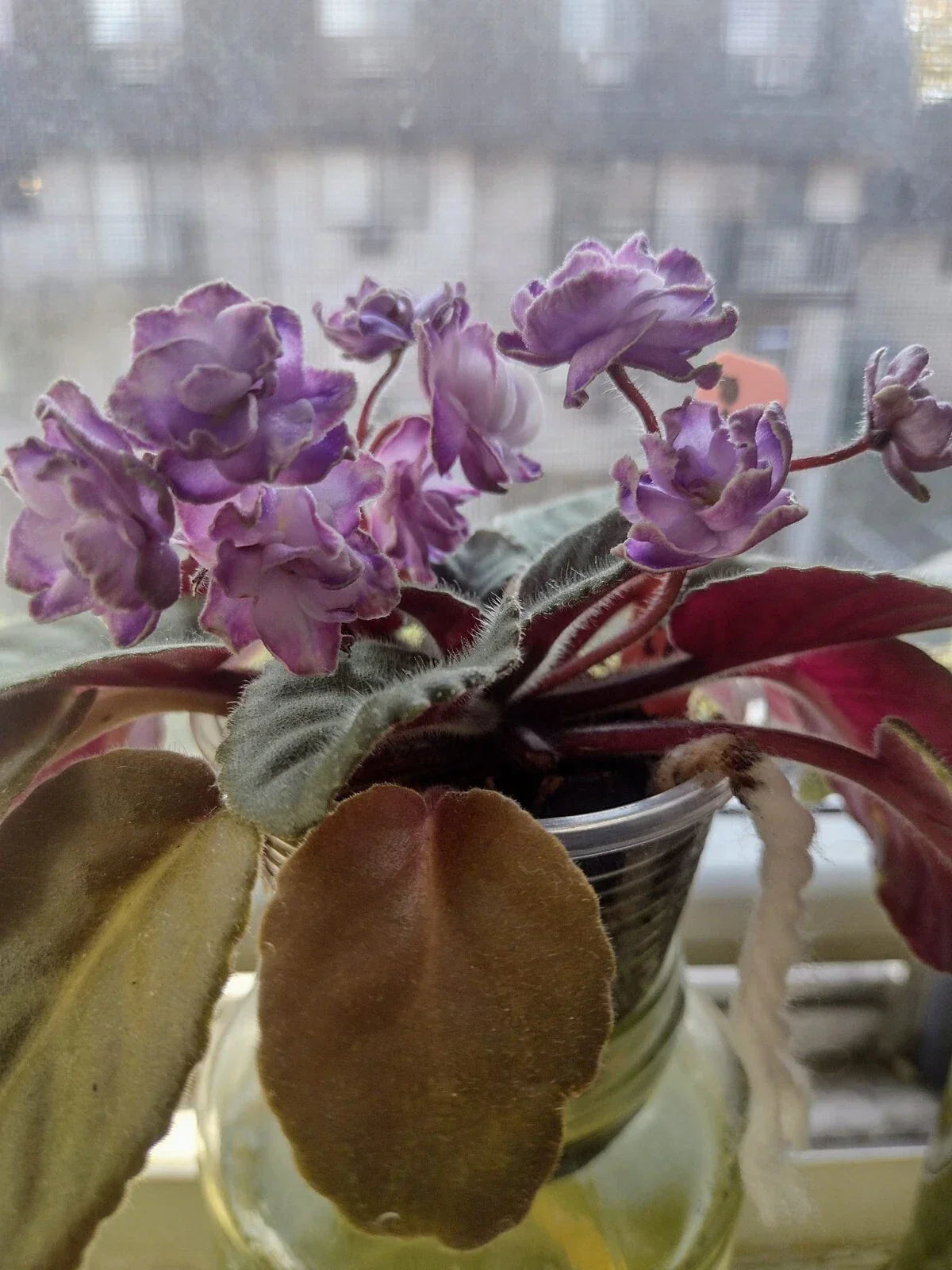 African Violet Cuttings - Optimara Trinidad II Unrooted Leaves for Propagation - Saintpaulia ionantha Indoor Gardening