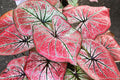 Caladium Bulbs 6 Pack - Scarlet O'Hare - Heart-Shaped Leaves - Caladium bicolor - Shade Garden Planting