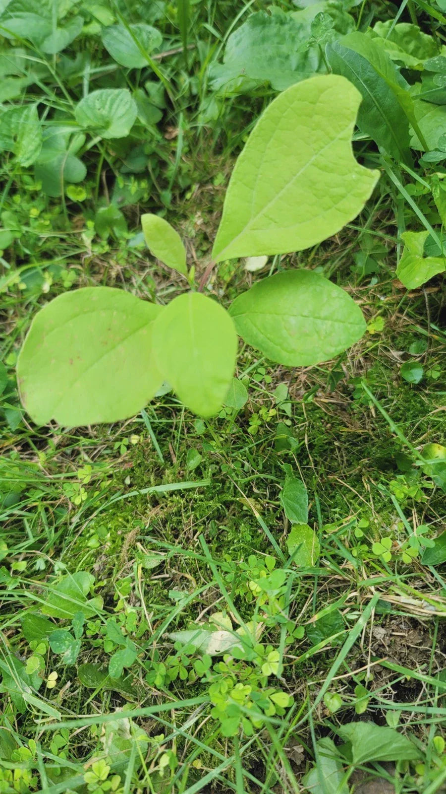 Organic Sassafras Tree Bare Root 6 Pack – Sassafras albidum, Deciduous Tree for Landscaping & Habitat