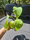 Marble Queen Pothos Plant 3" Pot Live Epipremnum aureum Indoor Vine Well-Rooted Starter