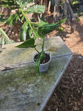 Shangri La Pothos Live Plant in 3" Pot, Variegated Green Epipremnum Aureum, Indoor Houseplant, Trailing Vine