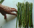 Hybrid Willow Tree Cuttings 50 Thin 1/4 Inch Salix × sepulcralis for Privacy Screens, Erosion Control, Wet Areas