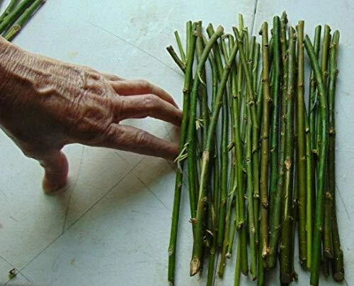 Hybrid Willow Tree Cuttings 50 Thin 1/4 Inch Salix × sepulcralis for Privacy Screens, Erosion Control, Wet Areas