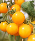 Organic Galina's Cherry Yellow Tomato Seeds - Heirloom, Non-GMO, Juicy, Sweet, Solanum lycopersicum, 20 Seeds