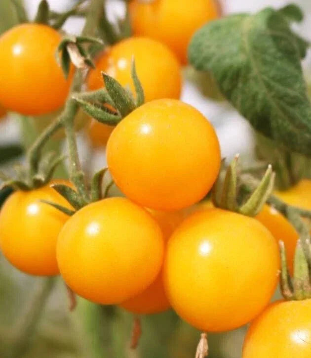 Organic Galina's Cherry Yellow Tomato Seeds - Heirloom, Non-GMO, Juicy, Sweet, Solanum lycopersicum, 20 Seeds