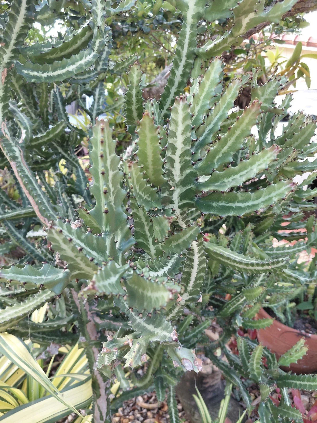 Large Euphorbia Lactea Candelabra Cactus Plant - Rooted Milk Stripe Succulent for Indoor & Outdoor Gardens