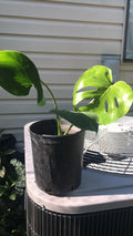 Philodendron Monstera Deliciosa Live Plant 1 Gallon Bare Root Indoor Outdoor Decor
