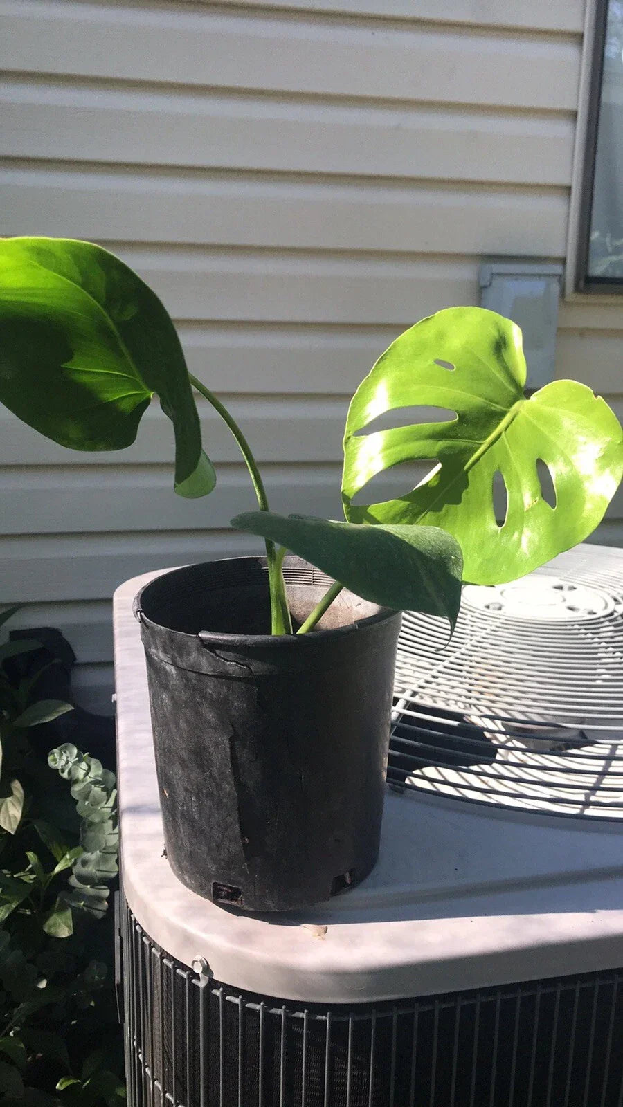Philodendron Monstera Deliciosa Live Plant 1 Gallon Bare Root Indoor Outdoor Decor
