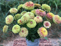 Queen Lime Blush Zinnia Seeds - 100+ Pack, Zinnia elegans, Vibrant Lime Pink Blooms, Garden Planting, Butterfly Attracting, USA Grown