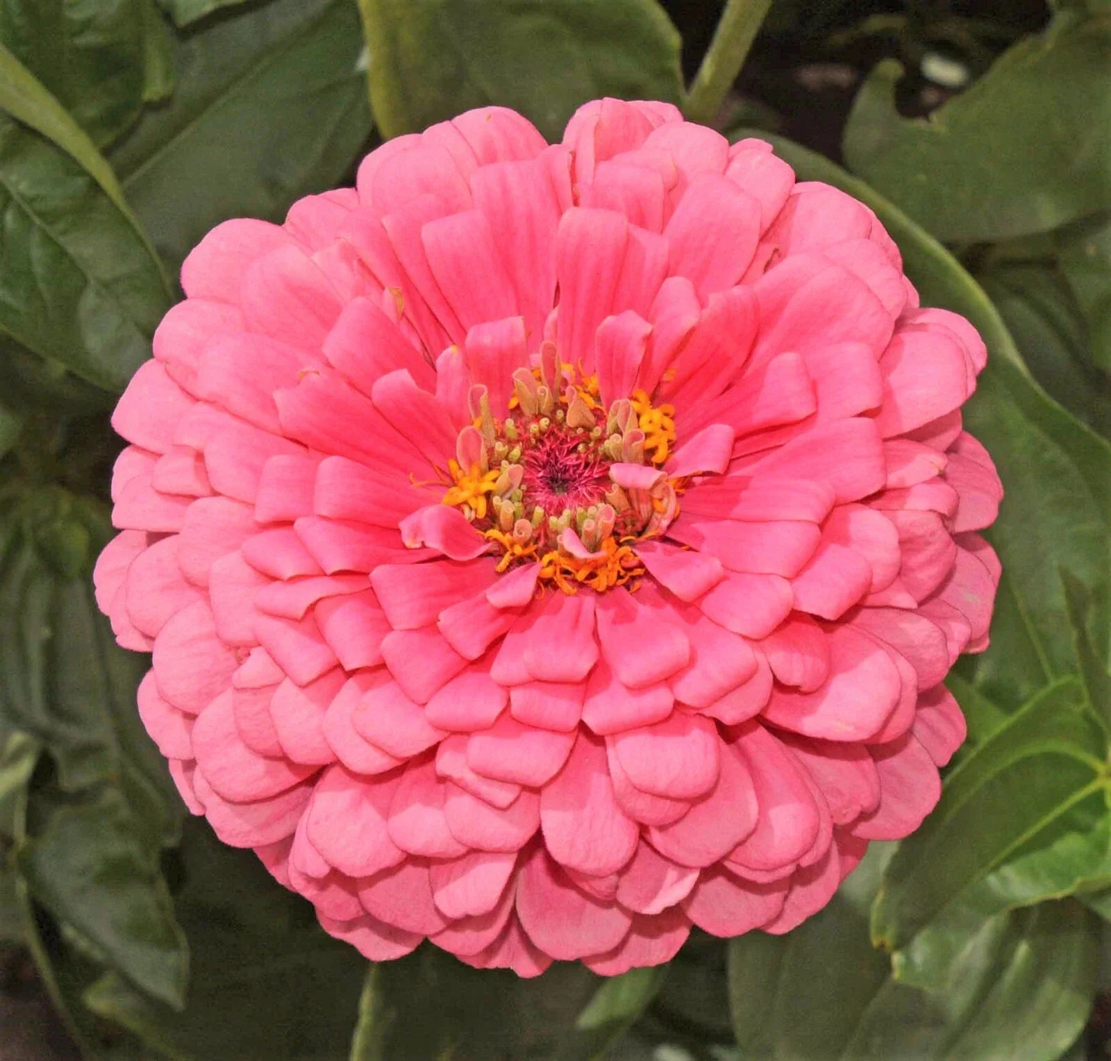Zinnia Seeds - Non-GMO Giant Hot Pink Flowers - Pollinator Friendly - Zinnia elegans - Packet of 50