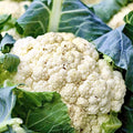 Cauliflower Seeds - Organic Snowball Self-Blanching Brassica oleracea - Non-GMO, Heirloom, Full Sun, 200+ Seeds