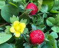 Wild Strawberry Plant Seedlings | Hardy Fragaria vesca | Edible Ground Cover with White Flowers