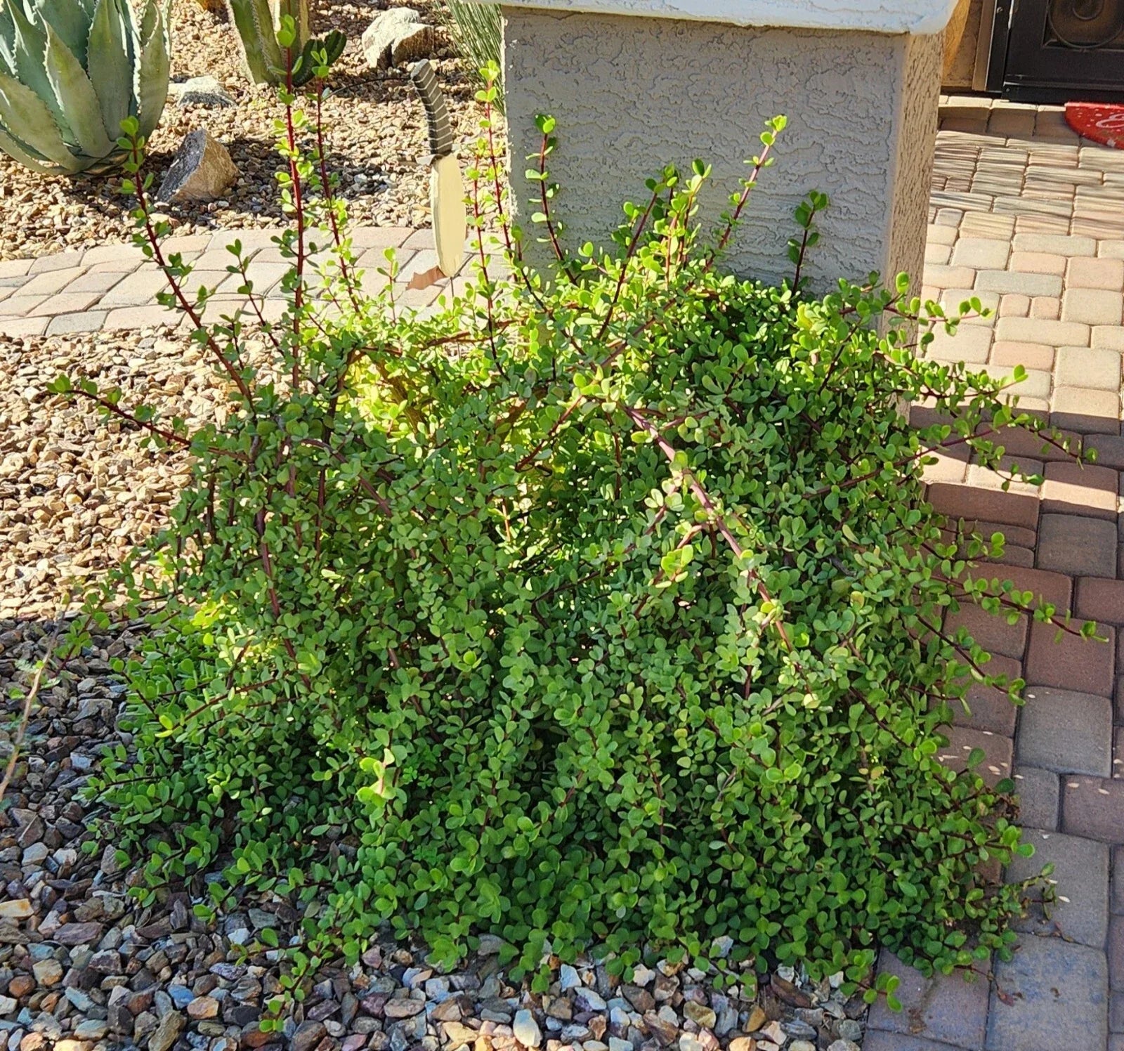 Portulacaria Afra "Mammoth" Elephant Plant Cuttings Lot – Live Succulent for Indoor & Outdoor Gardens
