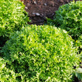 Endive Seeds - Tres Fine Frisée Narrow Leaved Yellow Cichorium endivia for Salad Gardening, Organic, Non-GMO