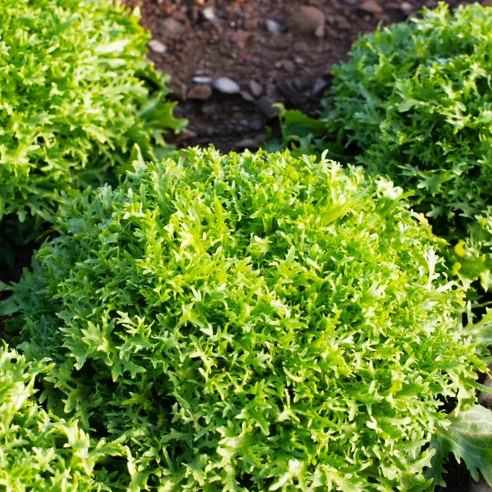 Endive Seeds - Tres Fine Frisée Narrow Leaved Yellow Cichorium endivia for Salad Gardening, Organic, Non-GMO