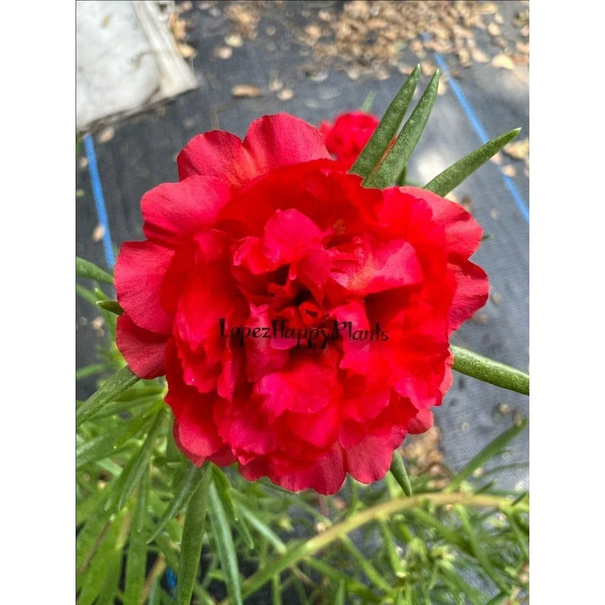 Unrooted Red Portulaca grandiflora Cuttings - Succulent Moss Rose for Garden or Indoor Decor