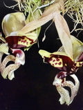 Stanhopea Ocalata Orchid Plant – One Rooted Bulb, Exotic Tropical Epiphytic Orchid, Rare Flowering Variety