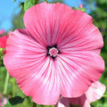Blush Pink Regis Rose Mallow Seeds - Malva Trimestris - Flower Seeds for Garden, Annual, 50 Seeds