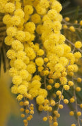 Golden Mimosa Tree Seeds - Acacia baileyana - Ornamental Landscaping Seeds for Garden, Park, and Outdoor Planting
