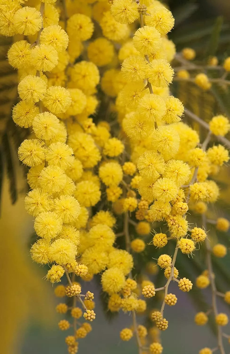 Golden Mimosa Tree Seeds - Acacia baileyana - Ornamental Landscaping Seeds for Garden, Park, and Outdoor Planting