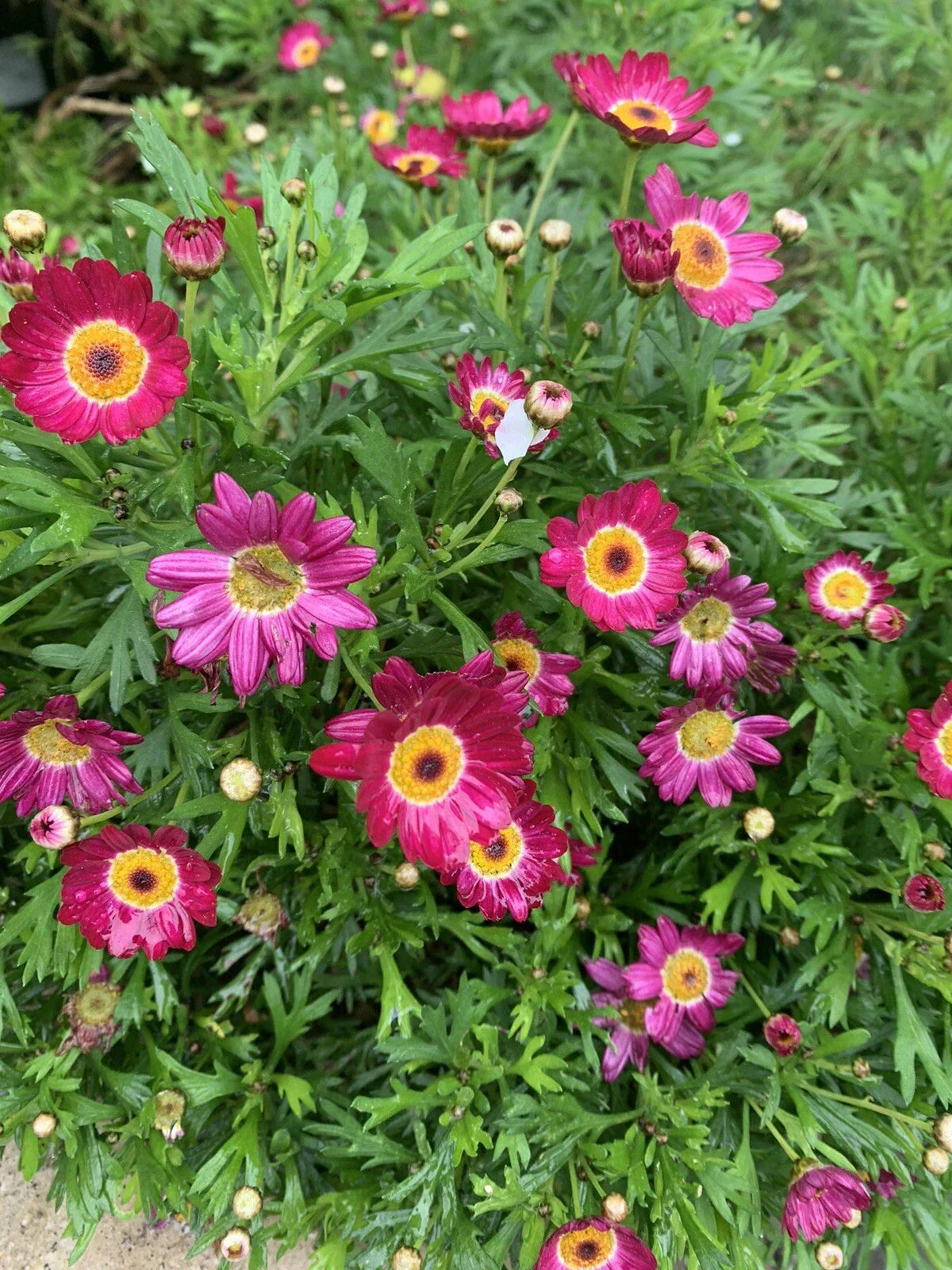 Argyranthemum frutescens Grandaisy Red Perennial Plants 3" Pot Red Daisy Flowers for Borders & Containers