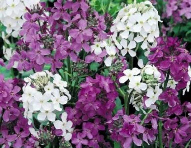 Dame's Rocket Seeds Mix - 100 Fresh Hesperis matronalis Perennial Flower Seeds in Vibrant Colors