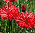 Red Bachelor Button Seeds – 400+ Centaurea Cyanus Flower Seeds for Garden, Bright Red Annual, Easy to Grow
