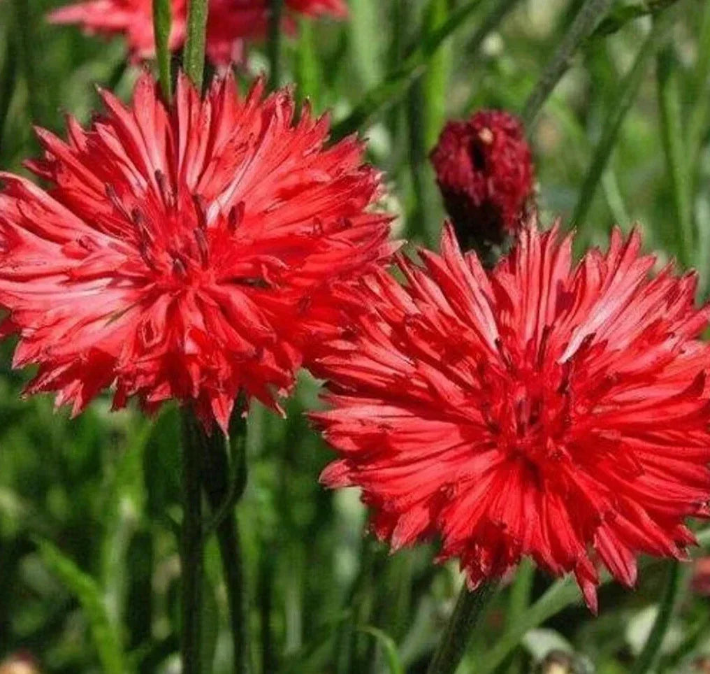 Red Bachelor Button Seeds – 400+ Centaurea Cyanus Flower Seeds for Garden, Bright Red Annual, Easy to Grow
