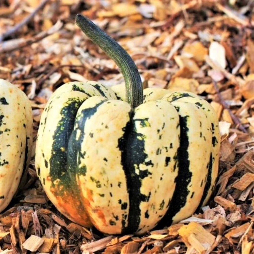 Sweet Dumpling Squash Seeds – Heirloom Cucurbita pepo for Fall Gardening, Vine, 20 Seeds
