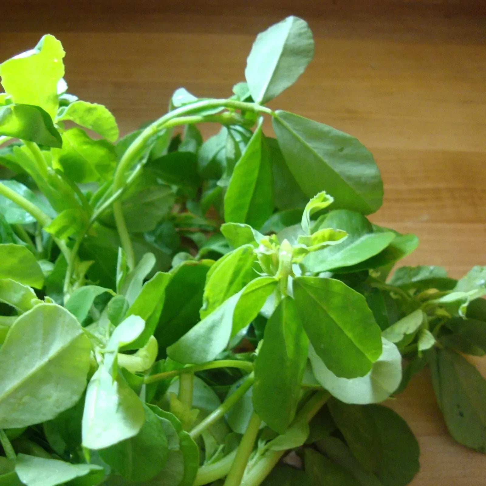 Fenugreek Seeds Pack of 200 Non-GMO Trigonella foenum-graecum for Growing Herbs & Culinary Use